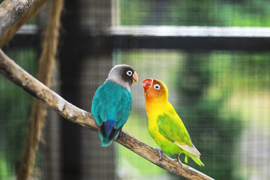 7 Cara Merawat Lovebird Agar Panjang Umur Khusus Pemula Berkeluarga