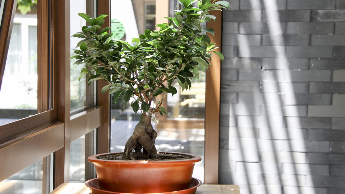 bonsai bagi pemula
