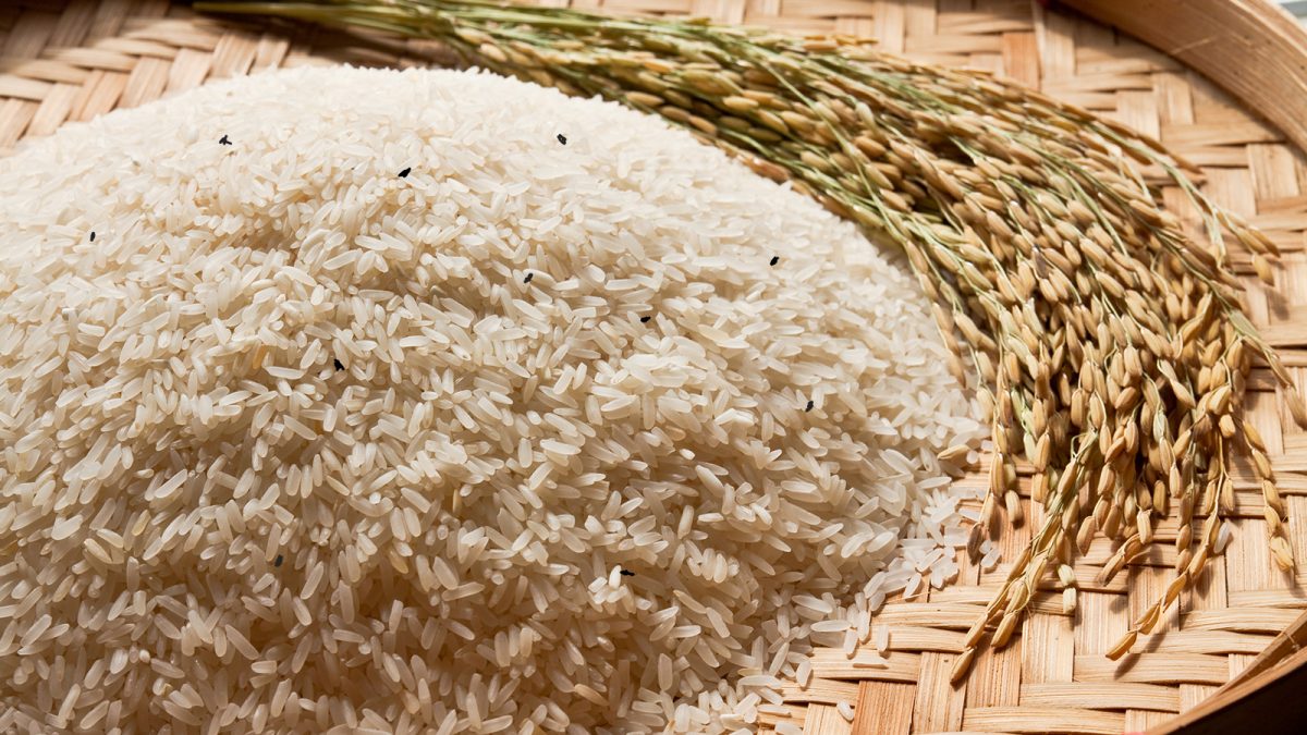 cara mengusir kutu beras