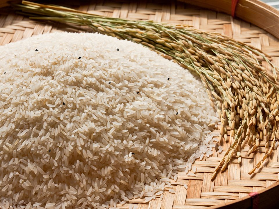 cara mengusir kutu beras