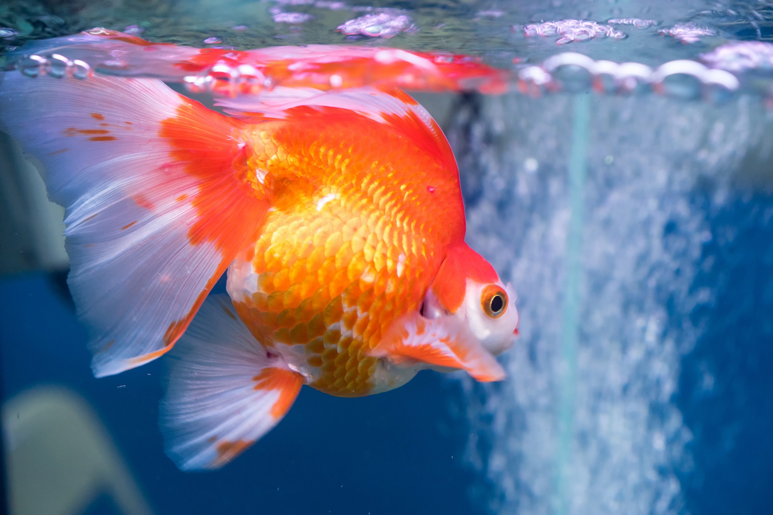 5 Jenis Ikan Hias Air Tawar yang Mudah Dipelihara