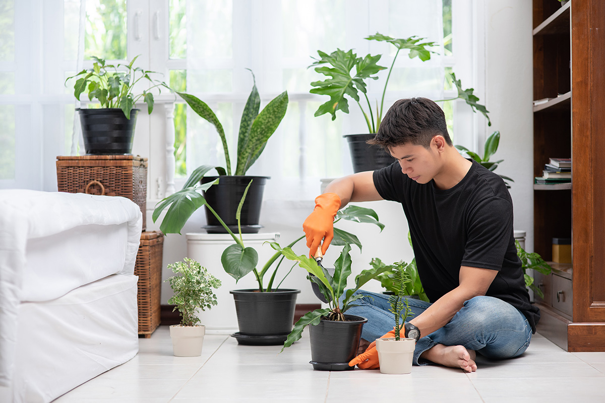 Cara merawat tanaman dalam ruangan