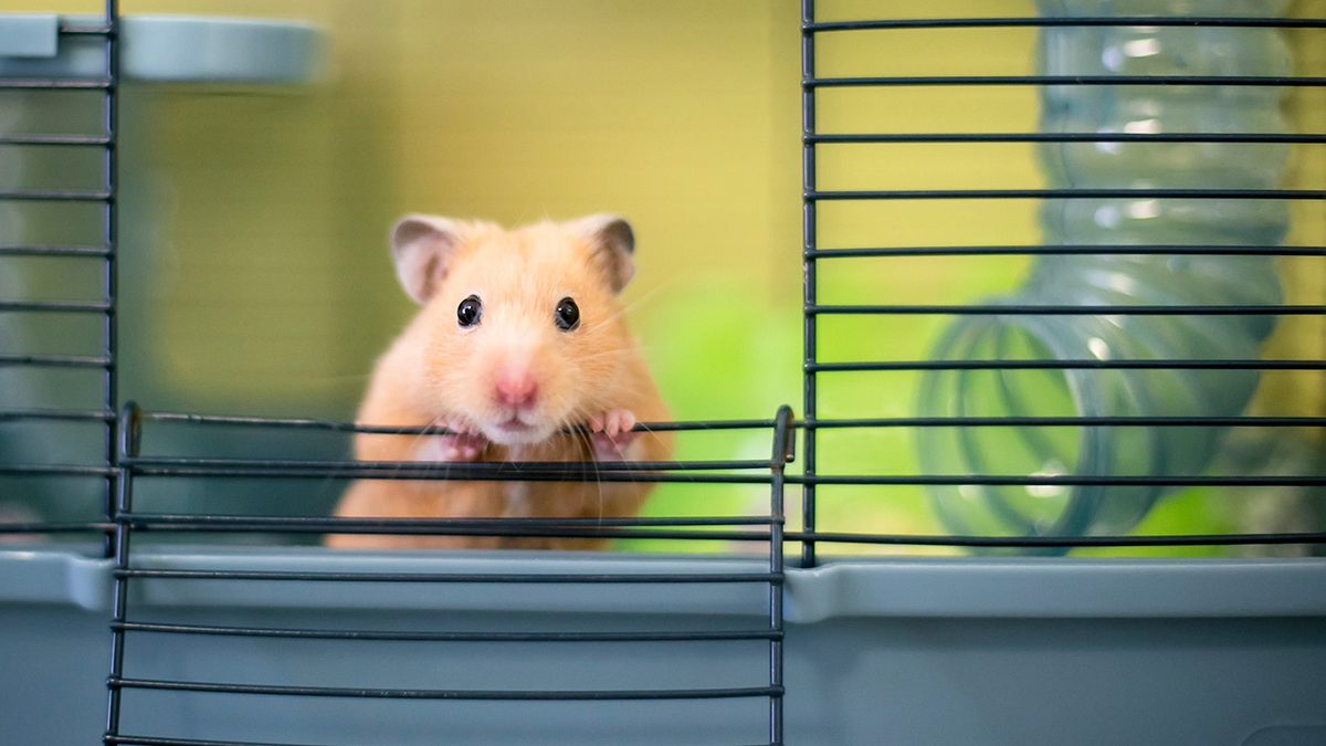 cara merawat hamster