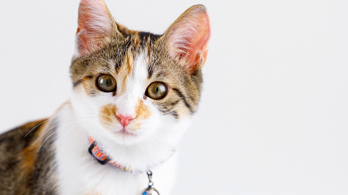 Tips Memilih Kalung Kucing yang Nyaman Digunakan - Berkeluarga