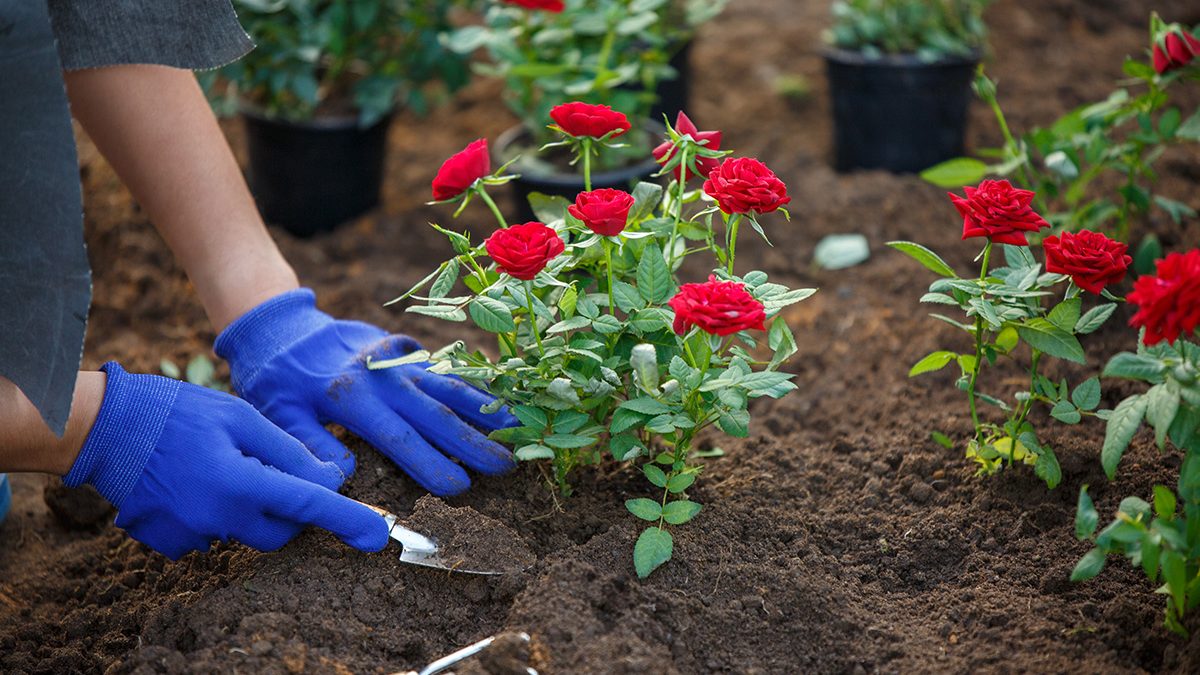 Cara Merawat Bunga Mawar Agar Sering Berbunga - Berkeluarga