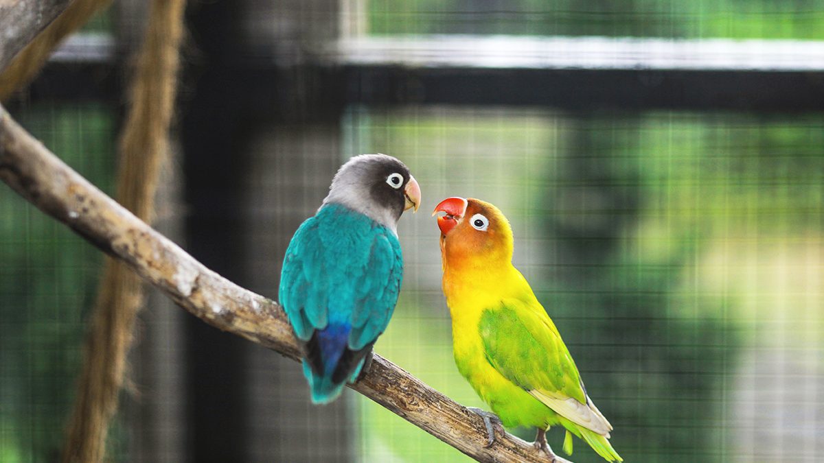 7 Cara Merawat Lovebird agar Panjang Umur, Khusus Pemula
