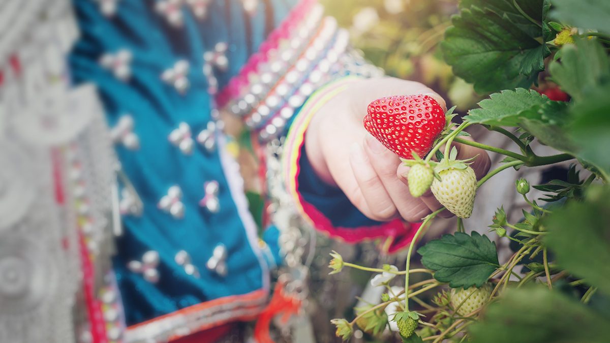 Cara Menanam Strawberry