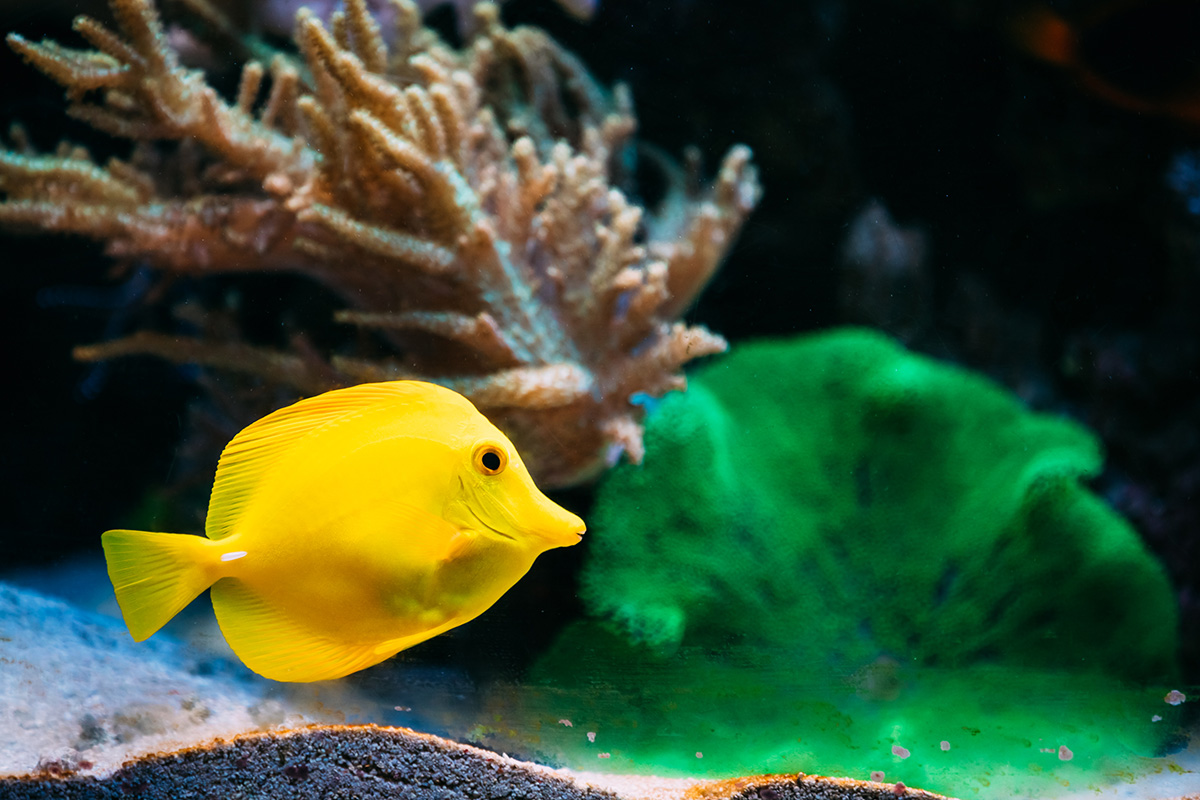 Ikan Hias Air Laut Yellow Tang