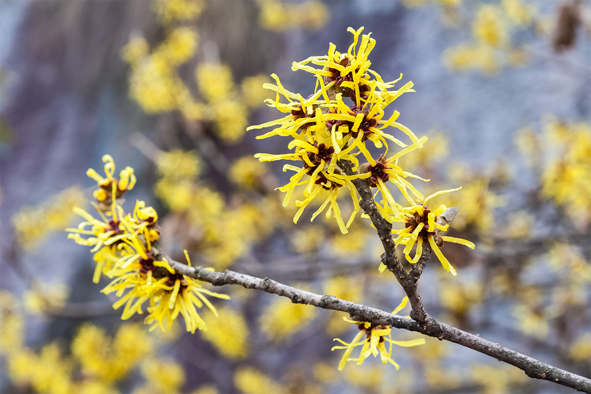 7-manfaat-witch-hazel-untuk-kecantikan-wajah-berkeluarga