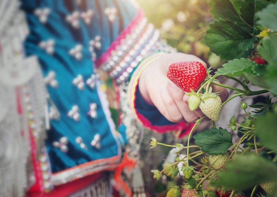 Cara Merawat Strawberry
