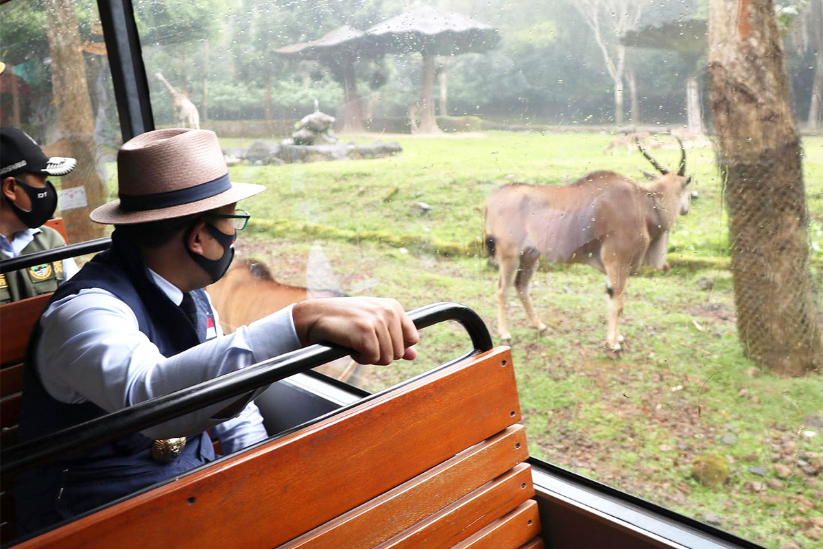 Tempat Wisata Bogor Taman Safari