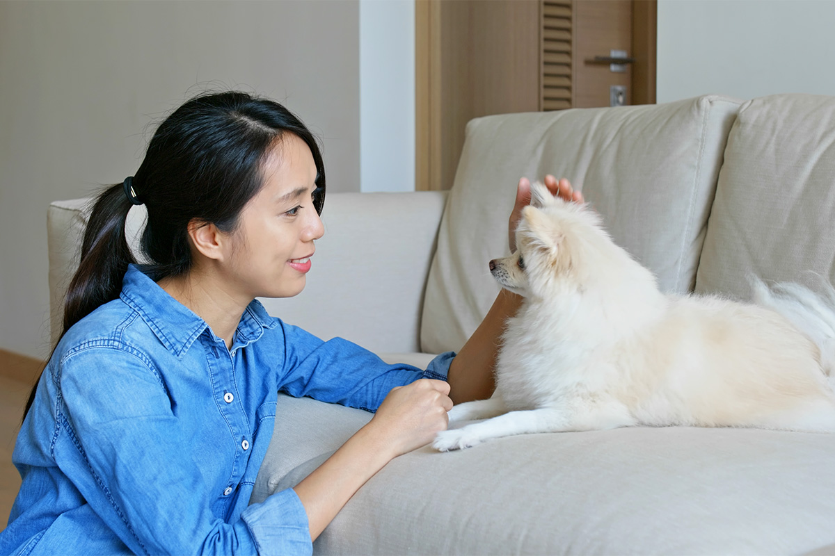 7 Jenis Anjing Peliharaan Yang Lucu Dan Menggemaskan - Berkeluarga