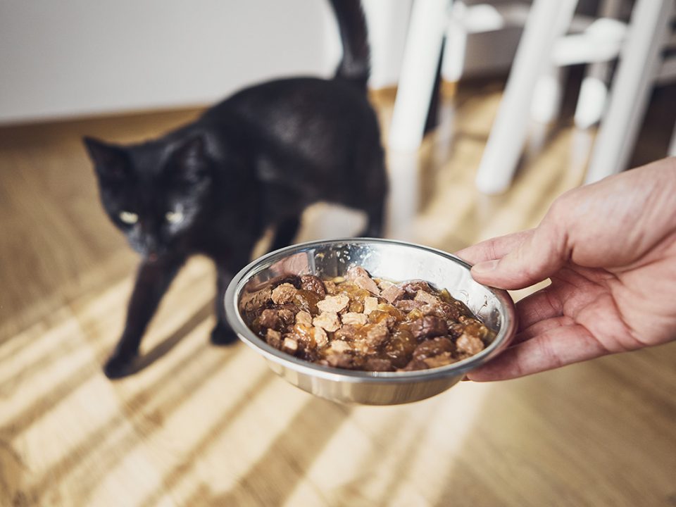 Cara Membuat Makanan Kucing