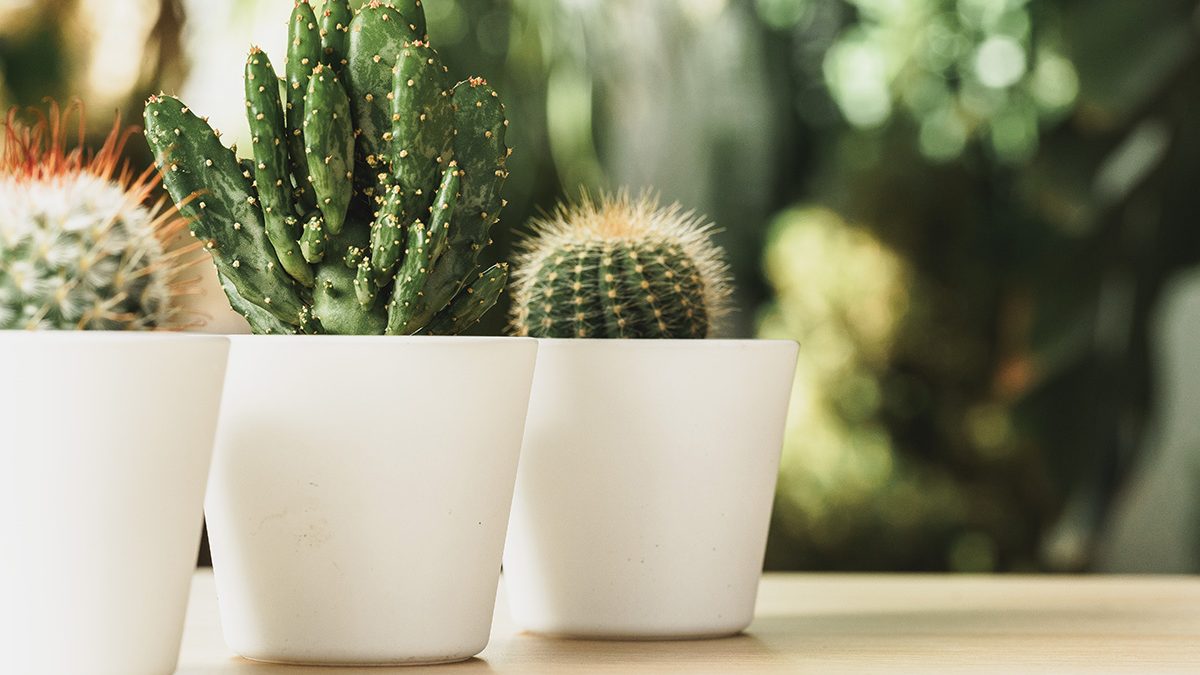 Cara menanam kaktus