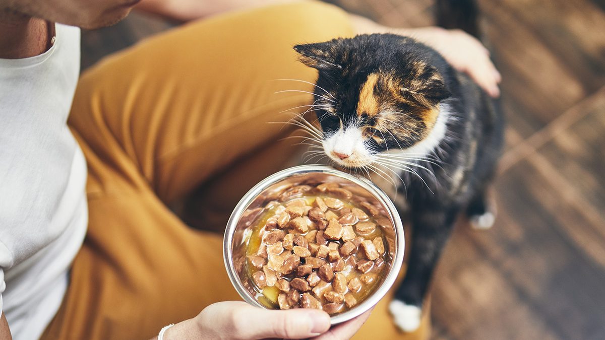 Nutrisi untuk Kucing