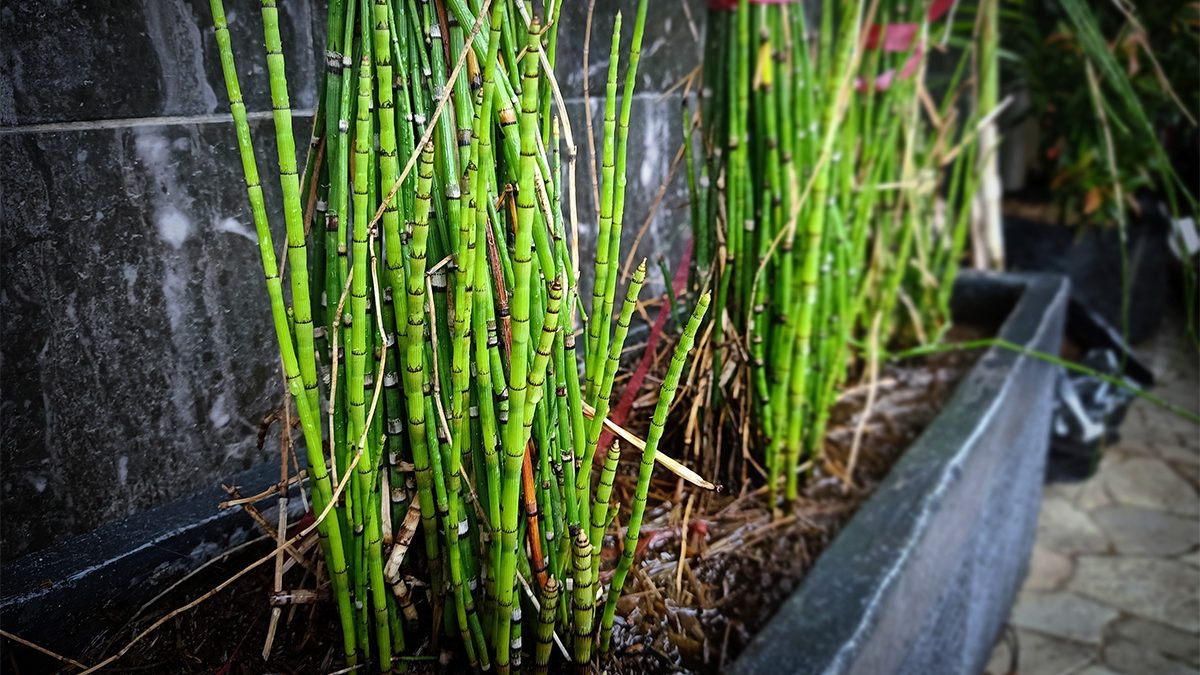 Tanaman Bambu Air