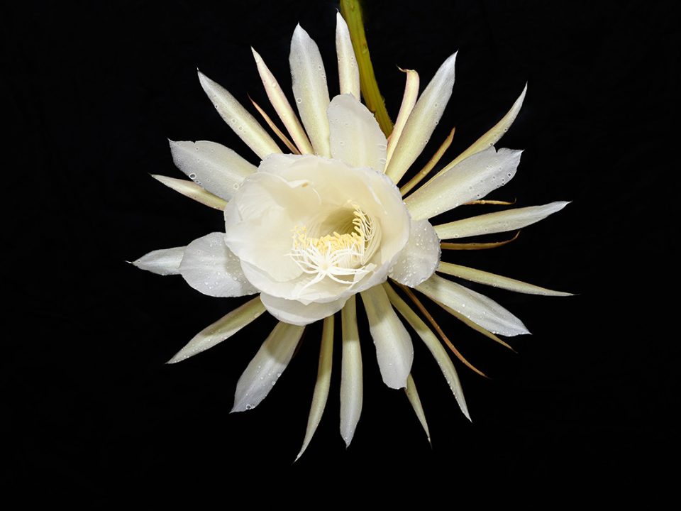 Bunga Wijaya Kusuma