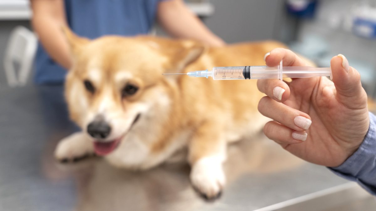 Vaksin Anjing
