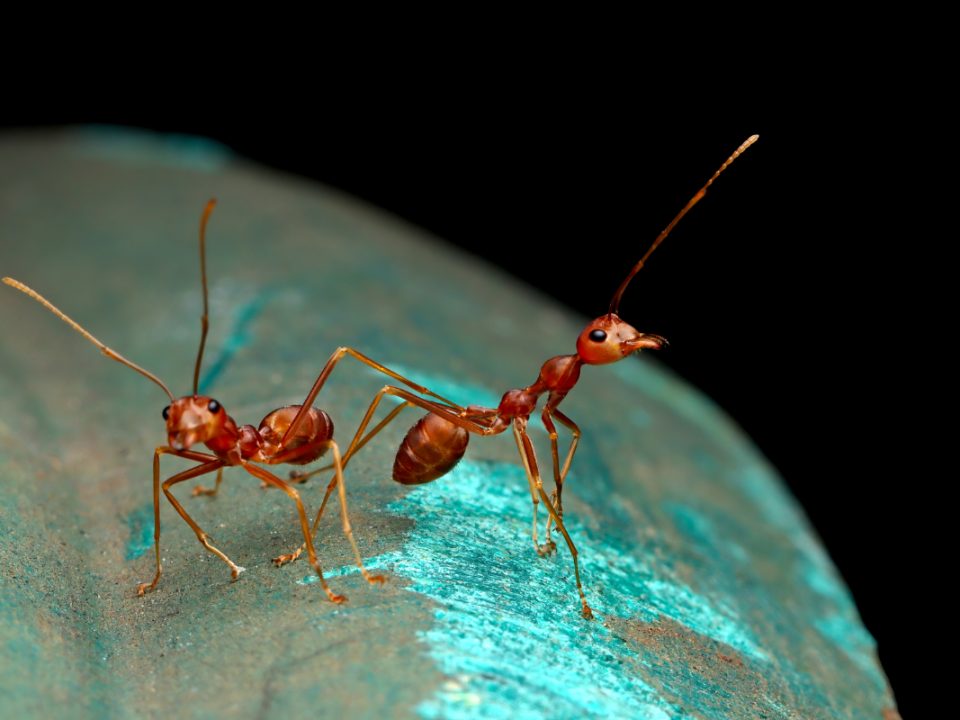 Cara mengusir semut merah