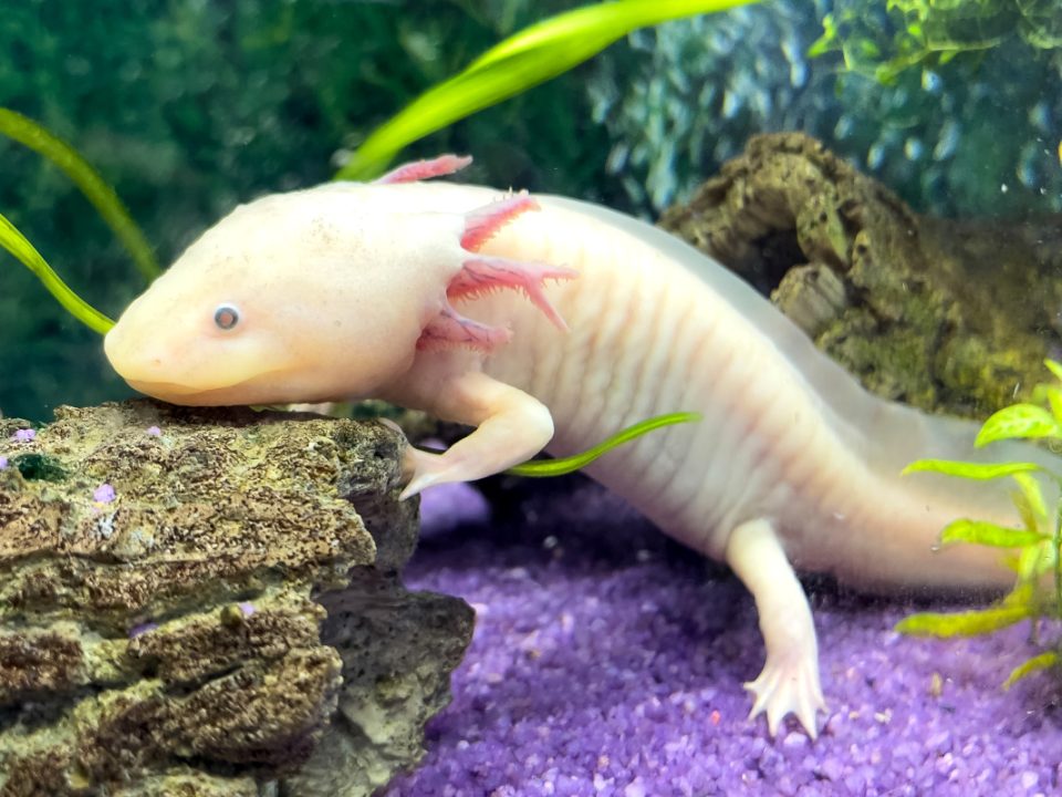 Axolotl hewan peliharaan unik