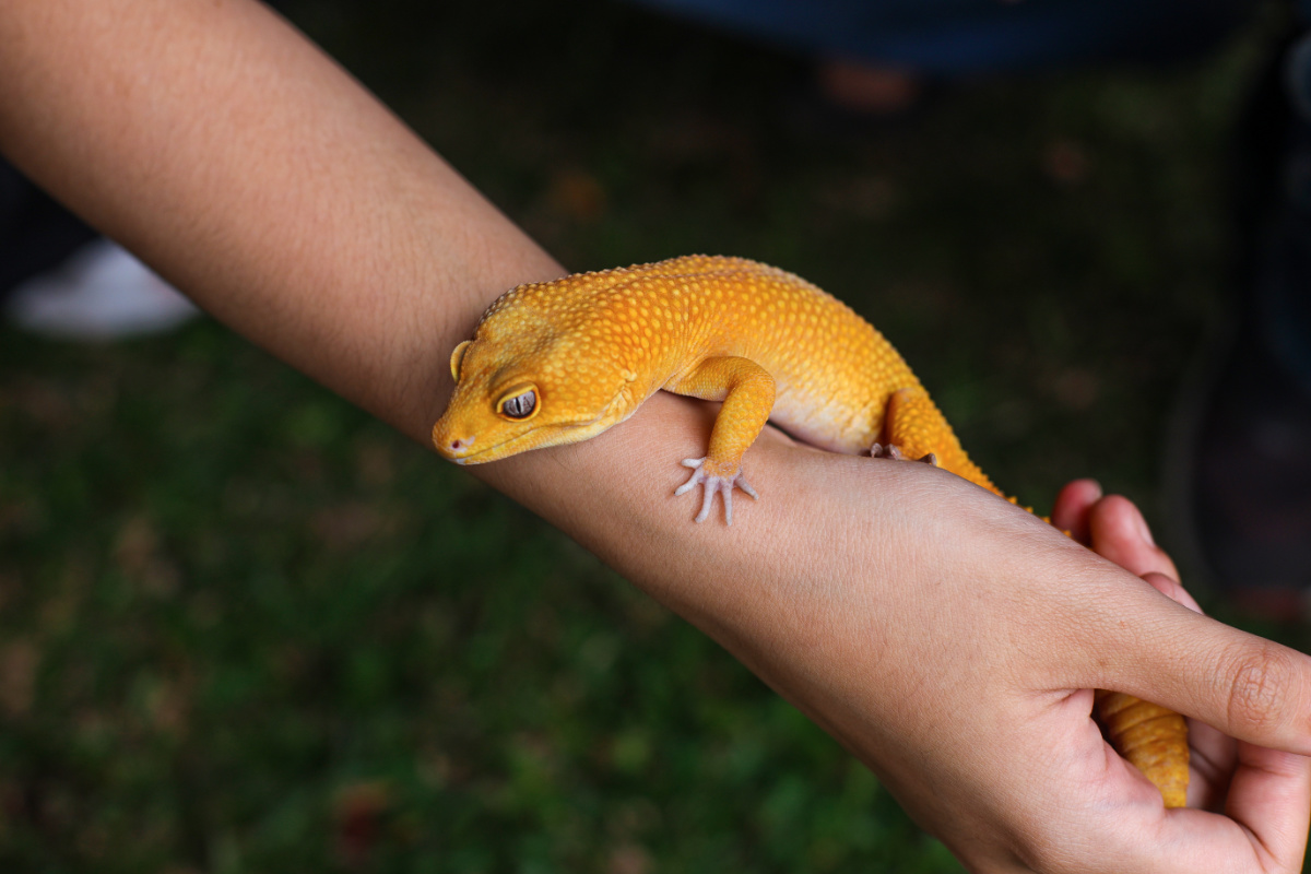 Gecko sebagai hewan peliharaan